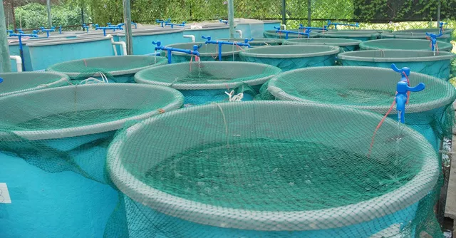 Chloramphenicol in Aquaculture: Pros and Cons