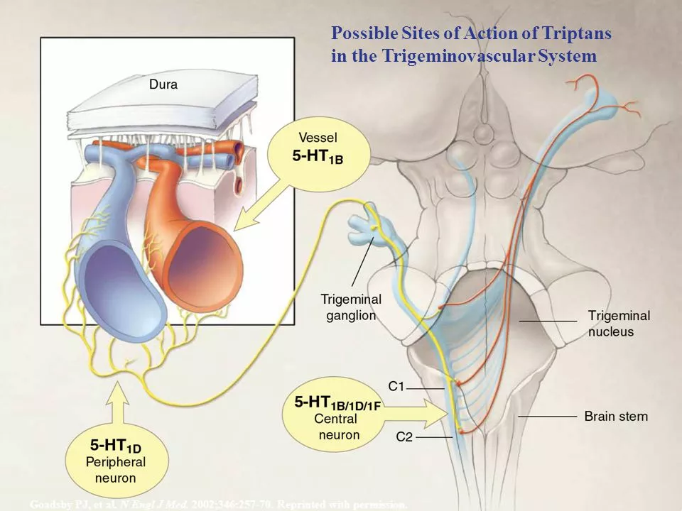 Understanding the mechanism of action of albendazole